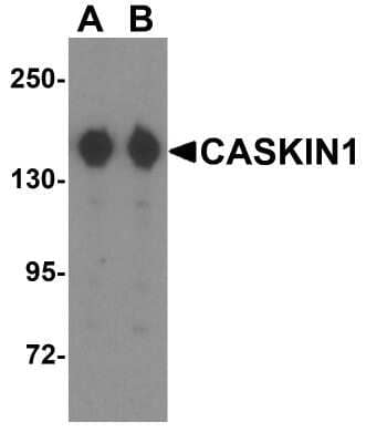 Western Blot CASK Interacting Protein 1 Antibody - BSA Free