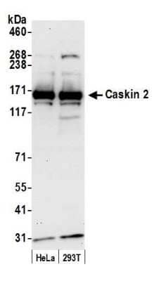 Western Blot: CASKIN2 Antibody [NBP1-52629] - Detection of human Caskin 2 by western blot. Samples: Whole cell lysate (50 ug) from HeLa and HEK293T cells prepared using NETN lysis buffer. Antibody: Affinity purified rabbit anti-Caskin 2 antibody NBP1-52629 used for WB at 0.4 ug/ml. Detection: Chemiluminescence with an exposure time of 30 seconds.