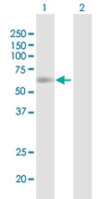 Western Blot: CAT1 Antibody [H00006541-B01P] - Analysis of SLC7A1 expression in transfected 293T cell line by SLC7A1 polyclonal antibody.  Lane 1: SLC7A1 transfected lysate(69.19 KDa). Lane 2: Non-transfected lysate.