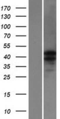 Western Blot: CATSPER3 Overexpression Lysate (Adult Normal) [NBP2-04993] Left-Empty vector transfected control cell lysate (HEK293 cell lysate); Right -Over-expression Lysate for CATSPER3.