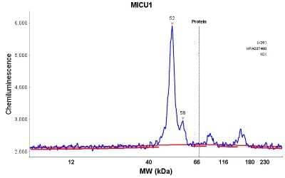 Simple Western: CBARA1 Antibody [NBP1-86663] - Electropherogram image(s) of corresponding Simple Western lane view. CBARA1 antibody was used at 1:20 dilution on RT-4 and U-251 lysate(s).