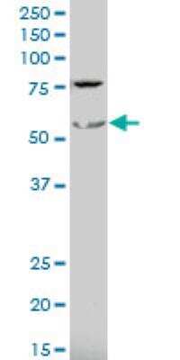 Western Blot: CBARA1 Antibody [H00010367-A01] -  Western Blot analysis of CBARA1 expression in Raw 264.7.
