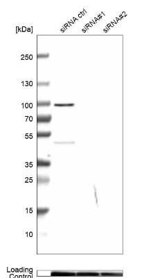 Western Blot CBARA1 Antibody - BSA Free