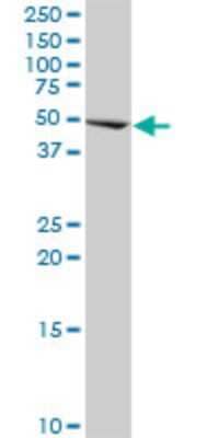 Western Blot CBF1-interacting corepressor Antibody (2E11)