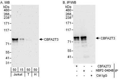 Immunoprecipitation: CBFA2T3 Antibody [NBP2-04048] - Samples:  Whole cell lysate from Jurkat (15 and 50 ug for WB; 1 mg for IP, 20% of IP loaded), 293T (T; 50 ug) and HeLa (H; 50 ug) cells.   Antibodies: Affinity purified rabbit anti-CBFA2T3 antibody NBP2-04048 used for WB at 0.1 ug/ml (A) and 1 ug/ml (B) and used for IP at 6 ug/mg lysate.  CBFA2T3 was also immunoprecipitated by rabbit anti-CBFA2T3 antibody, which recognizes an upstream epitope.    Detection: Chemiluminescence with exposure times of 3 minutes (A) and 10 seconds (B).