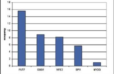 Chromatin Immunoprecipitation: CBFB Antibody [NBP2-59243] - ChIP assays were performed using SKNO-1 cells, the antibody against CBFb and optimized primer pairs for qPCR. Sheared chromatin from 1.25 million cells and 4 uL of antibody were used per ChIP experiment. QPCR was performed using primers specific for the FUT7, OGG1, NFE2, and SPI1 genes. Figure shows the relative occupancy, calculated as the ratio + control/background for which the MYOG gene was used.