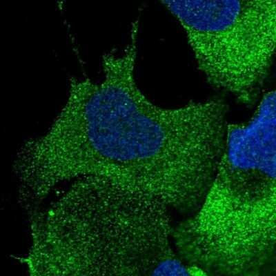 Immunocytochemistry/Immunofluorescence: CBFB Antibody [NBP1-87300] - Staining  of human cell line U-2 OS shows positivity in cytoplasm.