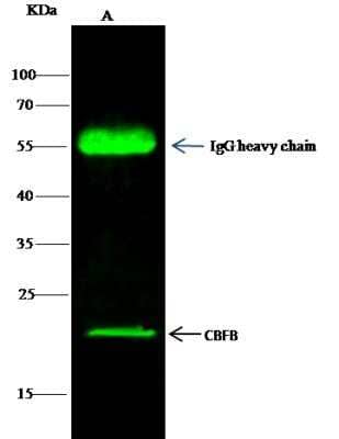 Immunoprecipitation: CBFB Antibody [NBP3-00328] - Lane A:0.5 mg Hela Whole Cell Lysate 2 uL anti-CBFB rabbit polyclonal antibody and 15 ul of 50 % Protein G agarose. Primary antibody: Anti-CBFB rabbit polyclonal antibody,at 1:200 dilution Secondary antibody:Dylight 800-labeled antibody to rabbit IgG (H+L), at 1:5000 dilution Developed using the odssey technique. Performed under reducing conditions. Predicted band size: 22 kDa Observed band size: 22 kDa