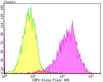 Flow Cytometry: CBFB Antibody (JG39-35) [NBP2-76981] - Flow cytometric analysis of SiHa cells with CBFb antibody at 1/100 dilution (purple) compared with an unlabelled control (cells without incubation with primary antibody; yellow). Alexa Fluor 488-conjugated goat anti-rabbit IgG was used as the secondary antibody.