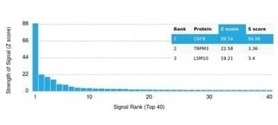 Protein Array: CBFB Antibody (PCRP-CBFB-1E6) - Azide and BSA Free [NBP3-14059] - Analysis of Protein Array containing more than 19,000 full-length human proteins using CBFB Antibody (PCRP-CBFB-1E6).