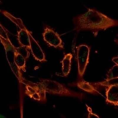 Immunocytochemistry/Immunofluorescence: CBFB Antibody (PCRP-CBFB-1E6) [NBP3-13808] - Immunofluorescence Analysis of PFA-fixed U87 cells stained using CBFB Antibody (PCRP-CBFB-1E6) followed by goat anti-mouse IgG-CF488 (green). CF640R phalloidin (red).