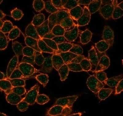 Immunocytochemistry/Immunofluorescence: CBFB Antibody (PCRP-CBFB-1F6) [NBP3-13807] - Immunofluorescence Analysis of PFA-fixed HeLa cells stained using CBFB Antibody (PCRP-CBFB-1F6) followed by goat anti-mouse IgG-CF488 (green). CF640R phalloidin (red).