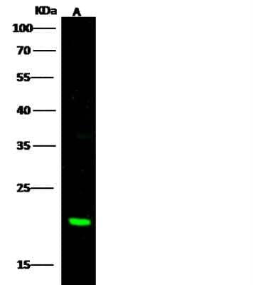 Western Blot: CBFB Antibody [NBP3-00328] - Lane A: HeLa Whole Cell Lysate  Lysates/proteins at 30 ug per lane.Secondary Goat Anti-Rabbit IgG H&L (Dylight800) at 1/10000 dilution. Developed using the Odyssey technique. Performed under reducing conditions. Predicted band size:22 kDa Observed band size:22 kDa