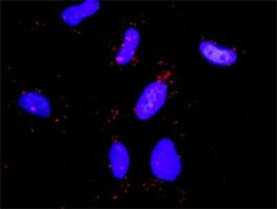 Proximity Ligation Assay: CBL Antibody [H00000867-D01P] - Analysis of protein-protein interactions between CBL and PLCG1. HeLa cells were stained with anti-CBL rabbit purified polyclonal 1:1200 and anti-PLCG1 mouse monoclonal antibody 1:50. Each red dot represents the detection of protein-protein interaction complex, and nuclei were counterstained with DAPI (blue).