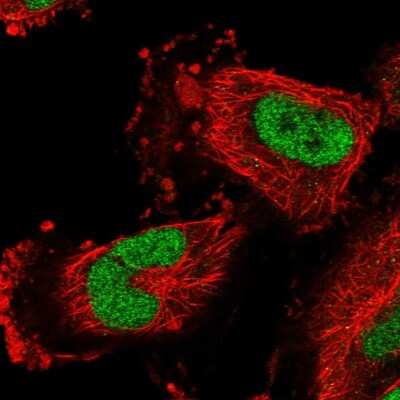 Immunocytochemistry/ Immunofluorescence CBLN3 Antibody - BSA Free
