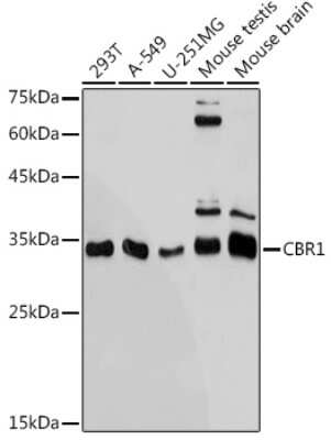 Western Blot CBR1 Antibody (3A9O5)