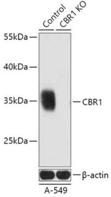 Western Blot: CBR1 Antibody [NBP3-03418] - Analysis of extracts from normal (control) and CBR1 knockout (KO) A-549 cells, using CBR1 antibody at 1:3000 dilution. Secondary antibody: HRP Goat Anti-Rabbit IgG (H+L) at 1:10000 dilution. Lysates/proteins: 25ug per lane. Blocking buffer: 3% nonfat dry milk in TBST.