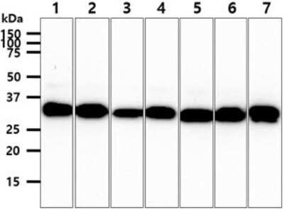 Western Blot: CBR3 Antibody (7E8) [NBP2-59401] - Lane 1: HepG2 cell lysates, Lane 2: HeLa cell lysates, Lane 3: 293T cell lysates, Lane 4: MCF7 cell lysates, Lane 5: A549 cell lysates, Lane 6: SW480 cell lysates, Lane 7: Mouse brain tissue lysates