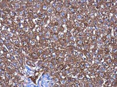 Immunohistochemistry-Paraffin: CBS Antibody (519) [NBP2-43604] - Paraffin-embedded rat liver. CBS antibody [519]  diluted at 1:250.