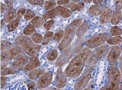 Immunohistochemistry-Paraffin: CBS Antibody (519) [NBP2-43604] - Paraffin-embedded mouse kidney. CBS antibody [519]  diluted at 1:250.