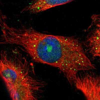 Immunocytochemistry/Immunofluorescence: CBS Antibody [NBP1-83255] - Immunofluorescent staining of human cell line U-251 MG shows localization to nucleoli & vesicles. Antibody staining is shown in green.