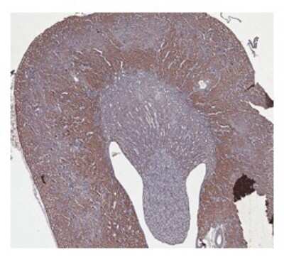 Immunohistochemistry-Paraffin: CBS Antibody [NBP1-52850] - Mouse Brain tissue, 4-8ug/ml.