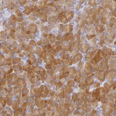 Immunohistochemistry-Paraffin: CBS Antibody [NBP1-83255] - Staining of human pancreas shows moderate cytoplasmic positivity in exocrine glandular cells.