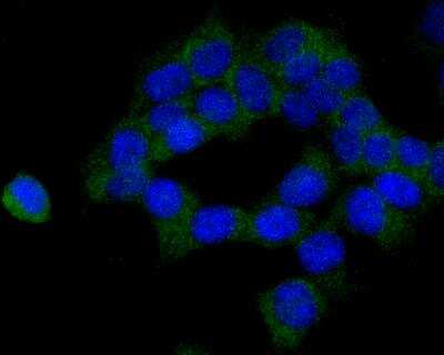 Immunocytochemistry/Immunofluorescence: CBS Antibody (JE40-99) [NBP2-76982] - ICC staining CBS in 293T cells (green). The nuclear counter stain is DAPI (blue). Cells were fixed in paraformaldehyde, permeabilised with 0.25% Triton X100/PBS.