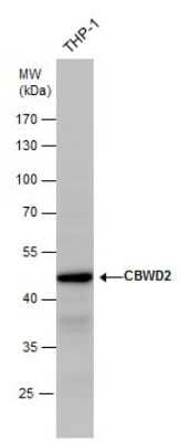 Western Blot: CBWD2 Antibody [NBP2-43605] - Analysis of Whole cell extracts (30 ug) was separated by 10% SDS-PAGE, and the membrane was blotted with CBWD2 antibody diluted by 1:1000.