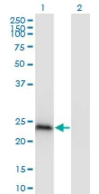 Western Blot: CBX1 Antibody (4E12) [H00010951-M01] - Analysis of CBX1 expression in transfected 293T cell line by CBX1 monoclonal antibody (M01), clone 4E12.Lane 1: CBX1 transfected lysate(21.4 KDa).Lane 2: Non-transfected lysate.