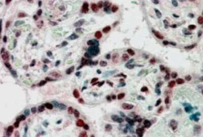 Immunohistochemistry-Paraffin: CBX1 Antibody [NB100-2423] - 2.5ug/ml staining of paraffin embedded Human Placenta. Steamed antigen retrieval with citrate buffer pH 6, AP-staining.