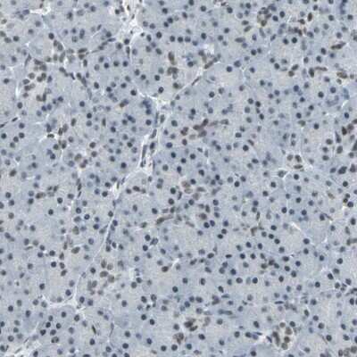 Immunohistochemistry-Paraffin: CBX3 Antibody [NBP1-83228] - Staining of human pancreas shows low expression as expected.