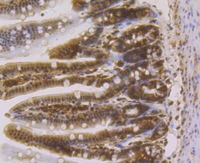 Immunohistochemistry-Paraffin: CBX3 Antibody (JU81-36) [NBP2-75432] - Analysis of paraffin-embedded mouse colon tissue using anti-HP1 gamma antibody. Counter stained with hematoxylin.