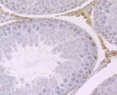 Immunohistochemistry-Paraffin: CBX3 Antibody (JU81-36) [NBP2-75432] - Analysis of paraffin-embedded rat testis tissue using anti-HP1 gamma antibody. Counter stained with hematoxylin.