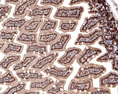 Immunohistochemistry-Paraffin: CBX3 Antibody (JU81-36) [NBP2-75432] - Analysis of paraffin-embedded mouse colon tissue using anti-CBX3 antibody. The section was pre-treated using heat mediated antigen retrieval with sodium citrate buffer (pH 6.0) for 20 minutes. The tissues were blocked in 5% BSA for 30 minutes at room temperature, washed with ddH2O and PBS, and then probed with the primary antibody (1/200) for 30 minutes at room temperature. The detection was performed using an HRP conjugated compact polymer system. DAB was used as the chromogen. Tissues were counterstained with hematoxylin and mounted with DPX.
