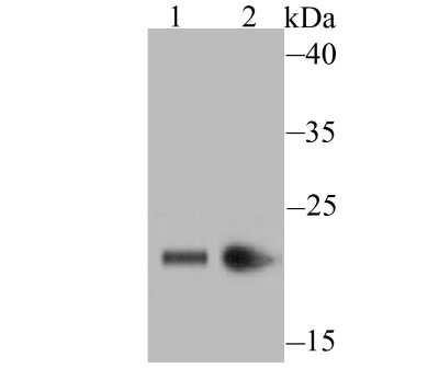 Western Blot: CBX3 Antibody (JU81-36) [NBP2-75432] - Analysis of HP1 gamma on PC-12 (1) and MCF-7 (2) cell lysate using anti-HP1 gamma antibody at 1/500 dilution.