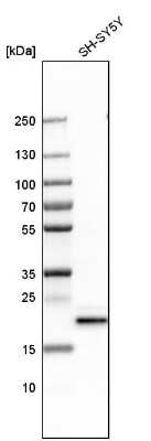 <b>Orthogonal Strategies Validation. </b>Western Blot: CBX3 Antibody [NBP1-83228] - Analysis in human cell line SH-SY5Y.