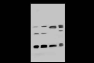 Western Blot: CBX3 Antibody [NBP2-98757] - Anti-CBX3 rabbit polyclonal antibody at 1:500 dilution. Lane A: HeLa Whole Cell Lysate. Lane B: Jurkat Whole Cell Lysate. Lane C: A431 Whole Cell Lysate. Lane D: HepG2 Whole Cell Lysate. Lysates/proteins at 30 ug per lane. Secondary Goat Anti-Rabbit IgG (H+L)/HRP at 1/10000 dilution. Developed using the ECL technique. Performed under reducing conditions. Predicted band size: 21 kDa. Observed band size: 21 kDa