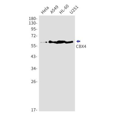 Western Blot: CBX4 Antibody (S07-2F2) [NBP3-19821] - Western blot detection of CBX4 in Hela, A549, HL-60, U251 cell lysates using NBP3-19821 (1:1000 diluted). Predicted band size: 61kDa. Observed band size: 61kDa.