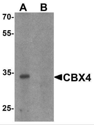 Western Blot CBX4 Antibody - BSA Free