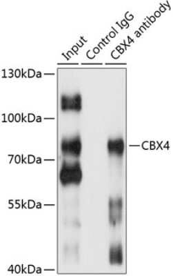 Western Blot: CBX4 Antibody [NBP2-92934] - Analysis of 200ug extracts of HepG2 cells using CBX4 at a dilition of 1:500.