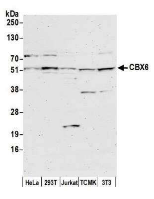 Western Blot: CBX6 Antibody [NBP1-28731] -  Detection of human and mouse CBX6 by western blot. Samples: Whole cell lysate (50 ug) from HeLa, HEK293T, Jurkat, mouse TCMK-1, and mouse NIH 3T3 cells prepared using NETN lysis buffer. Antibody: Affinity purified rabbit anti-CBX6 antibody NBP1-28731 used for WB at 0.1 ug/ml. Detection: Chemiluminescence with an exposure time of 3 minutes.