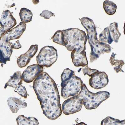 <b>Orthogonal Strategies Validation. </b>Immunohistochemistry-Paraffin: CC Chemokine Receptor D6 Antibody [NBP1-88150] - Staining of human placenta shows high expression.