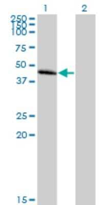 Western Blot: CC Chemokine Receptor D6 Antibody [H00001238-B01P] - Analysis of CCBP2 expression in transfected 293T cell line by CCBP2 polyclonal antibody.  Lane 1: CCBP2 transfected lysate(42.35 KDa). Lane 2: Non-transfected lysate.