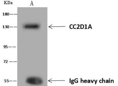 Immunoprecipitation: CC2D1A Antibody [NBP3-12658] - Lane A:0.5 mg MCF7 Whole Cell Lysate4 uL anti-CC2D1A rabbit polyclonal antibody and 60 ug of Immunomagnetic beads Protein A/G.Primary antibody:Anti-CC2D1A rabbit polyclonal antibody,at 1:100 dilution Secondary antibody:Goat Anti-Rabbit IgG (H+L)/HRP at 1/10000 dilutionDeveloped using the ECL technique.Performed under reducing conditions.Predicted band size: 104 kDaObserved band size :130 kDa