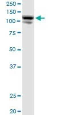 Western Blot: CC2D1A Antibody [H00054862-B01P] - Analysis of CC2D1A expression in Hela S3 NE.