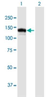 Western Blot: CC2D1A Antibody [H00054862-B01P] - Analysis of CC2D1A expression in transfected 293T cell line by CC2D1A polyclonal antibody.  Lane 1: CC2D1A transfected lysate(104.61 KDa). Lane 2: Non-transfected lysate.