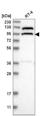 Western Blot CC2D1B Antibody