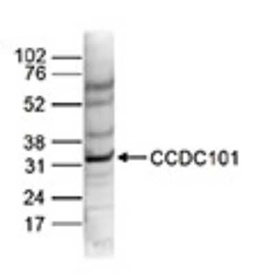 Western Blot CCDC101 Antibody