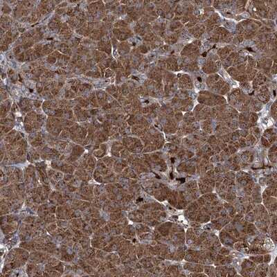 Immunohistochemistry-Paraffin: CCDC102A Antibody [NBP1-82766] - Staining of human pancreas shows strong cytoplasmic positivity in exocrine glandular cells.